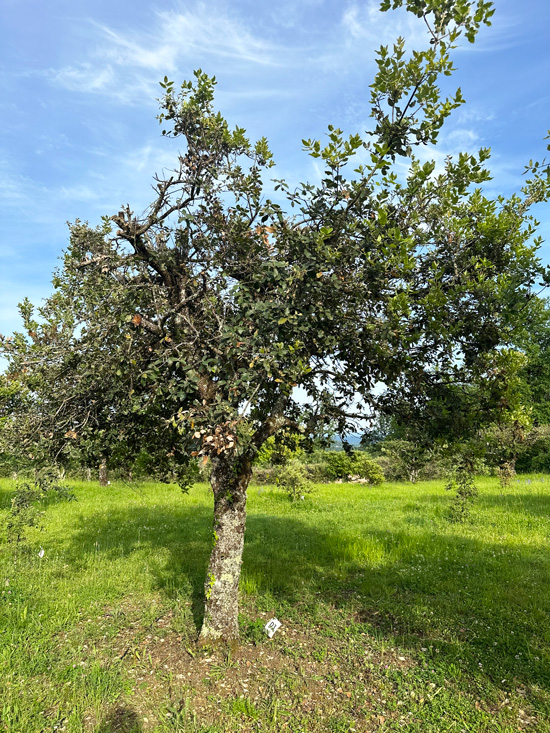 Cosa vedere in Dordogna e nel Périgord: itinerario Gourmet tra Villaggi Medievali, Castelli e Giardini Segreti 47 Dordogna tartufi
