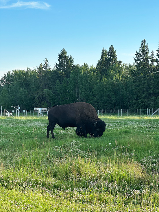 Elk Island Retreat: Dormire a Due Passi dal Parco dei Bisonti in Alberta 26 Parco dei Bisonti Canada