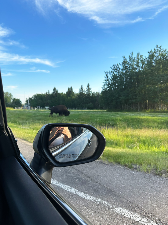 Elk Island Retreat: Dormire a Due Passi dal Parco dei Bisonti in Alberta 27 Dove avvistare i Bisonti Canada