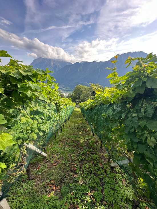 Alpe Giumello: Guida completa per una gita o weekend in montagna unico 54 Azienda Vinicola Indovero