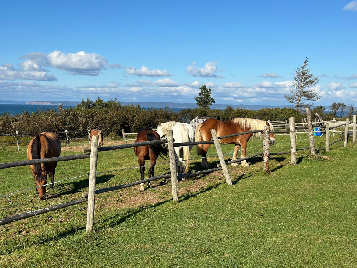 Viaggio in Nova Scotia Canada: guida completa per organizzare l'itinerario di viaggio 22 Escursione a Cavallo Nova Scotia